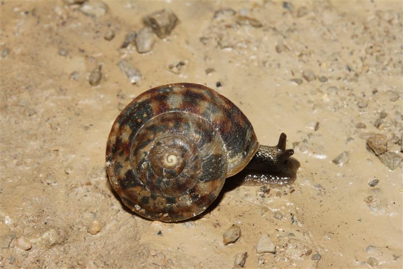 Piccola chiocciolina francese.